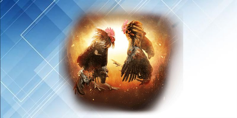 Hệ thống đá gà Campuchia VSBET trực tiếp chất lượng cao