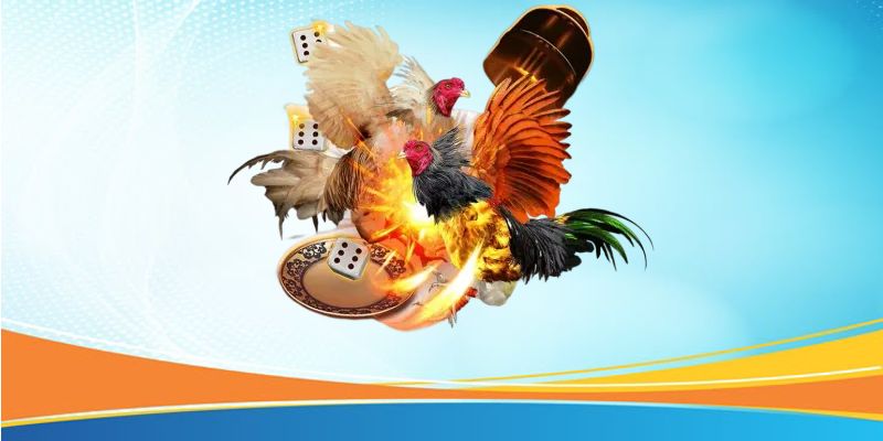 Hình thức thi đấu đá gà cựa sắt VSBET