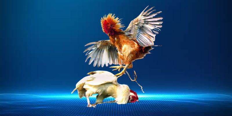 Đá Gà Cựa Sắt VSBET - Hình Thức Thi Đấu Kịch Tính Hấp Dẫn